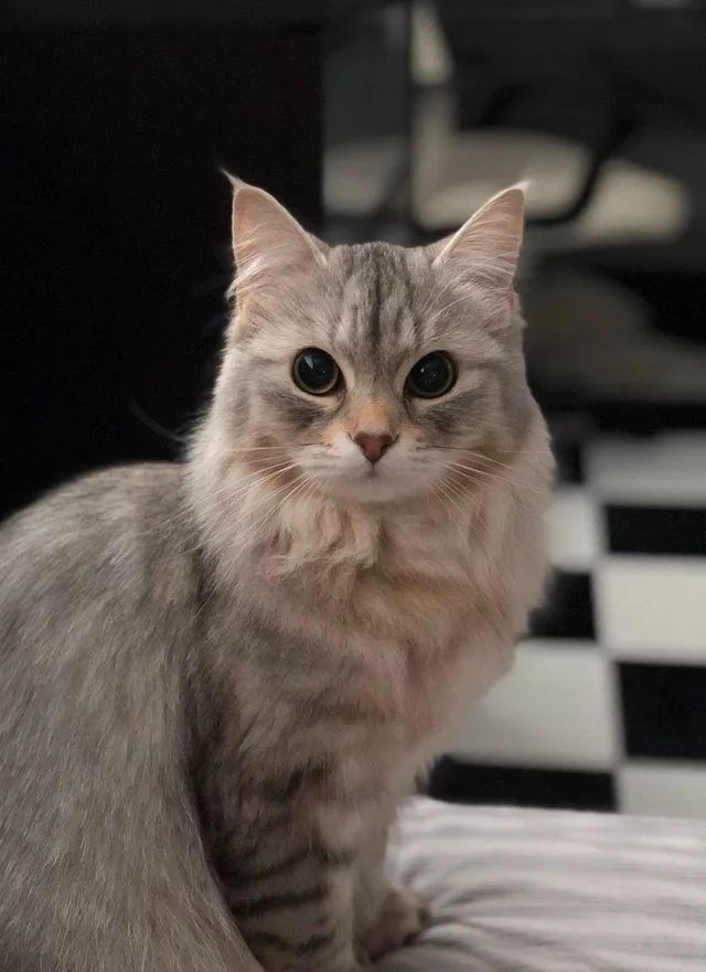 Постель они заправили, я может ещё хочу поваляться