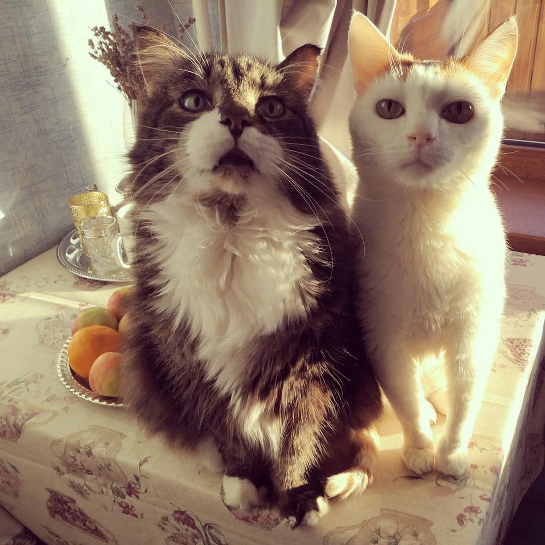 Мы протестуем против сухого корма, рыбку давайте