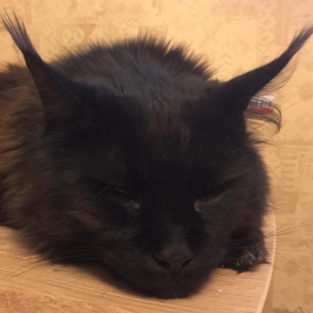 Хоть я и сплю, у меня всё под контролем