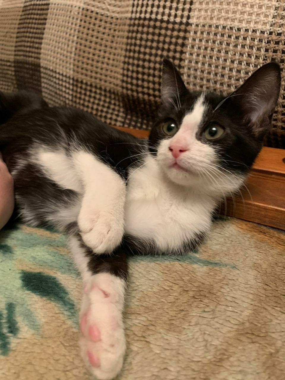 Не чешите мне пузик, это мешает заснуть