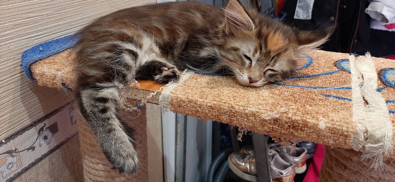 Война с когтеточкой отложена на неопределённое время