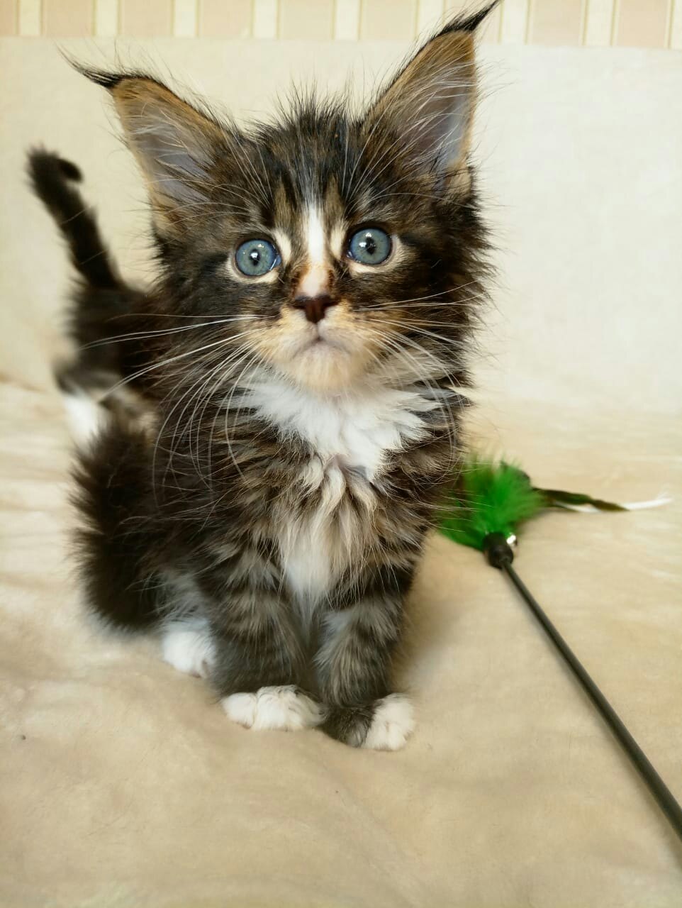 Вы что игрушку сломали, она со мной не играет