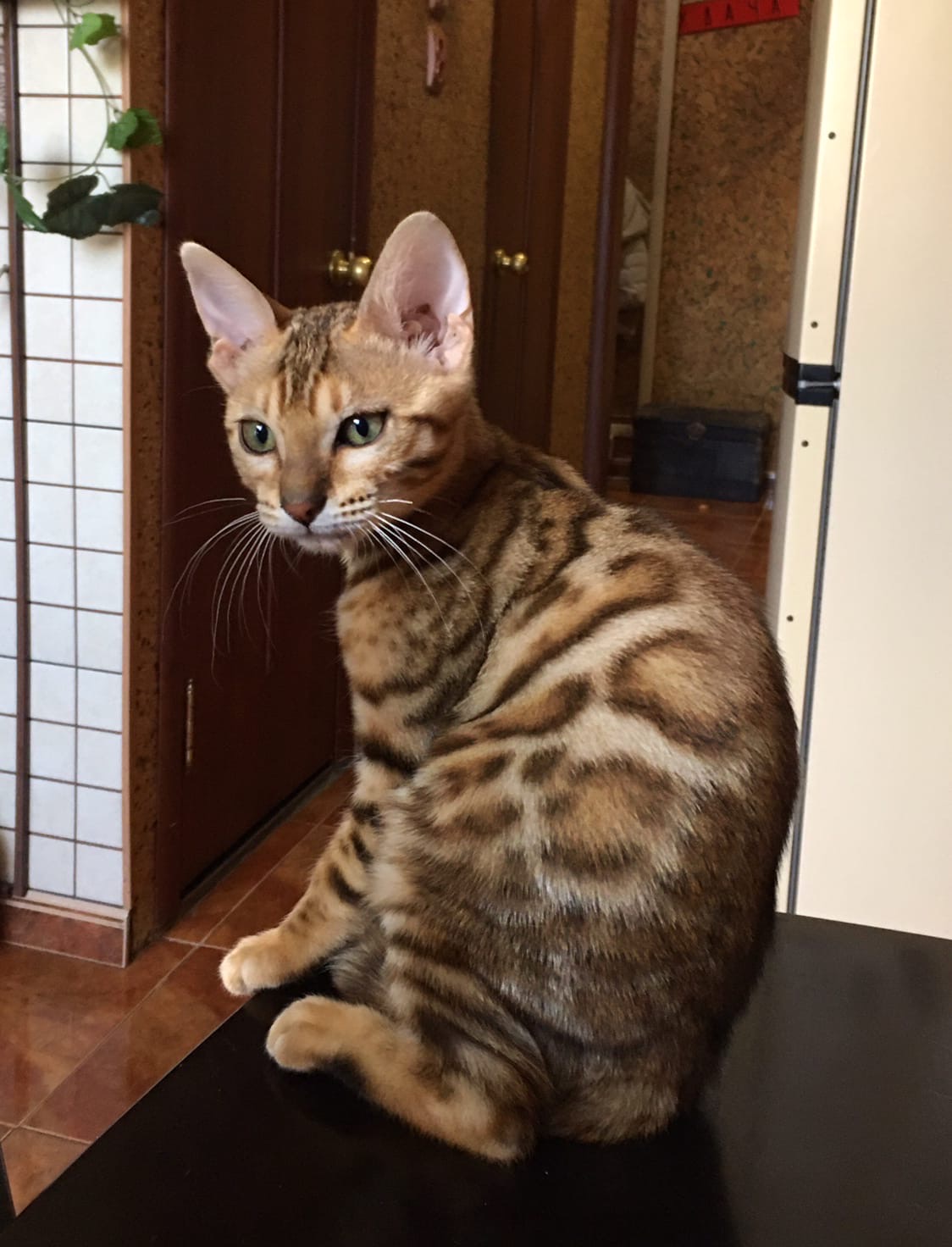 Что сидим, когда обед готовить будем