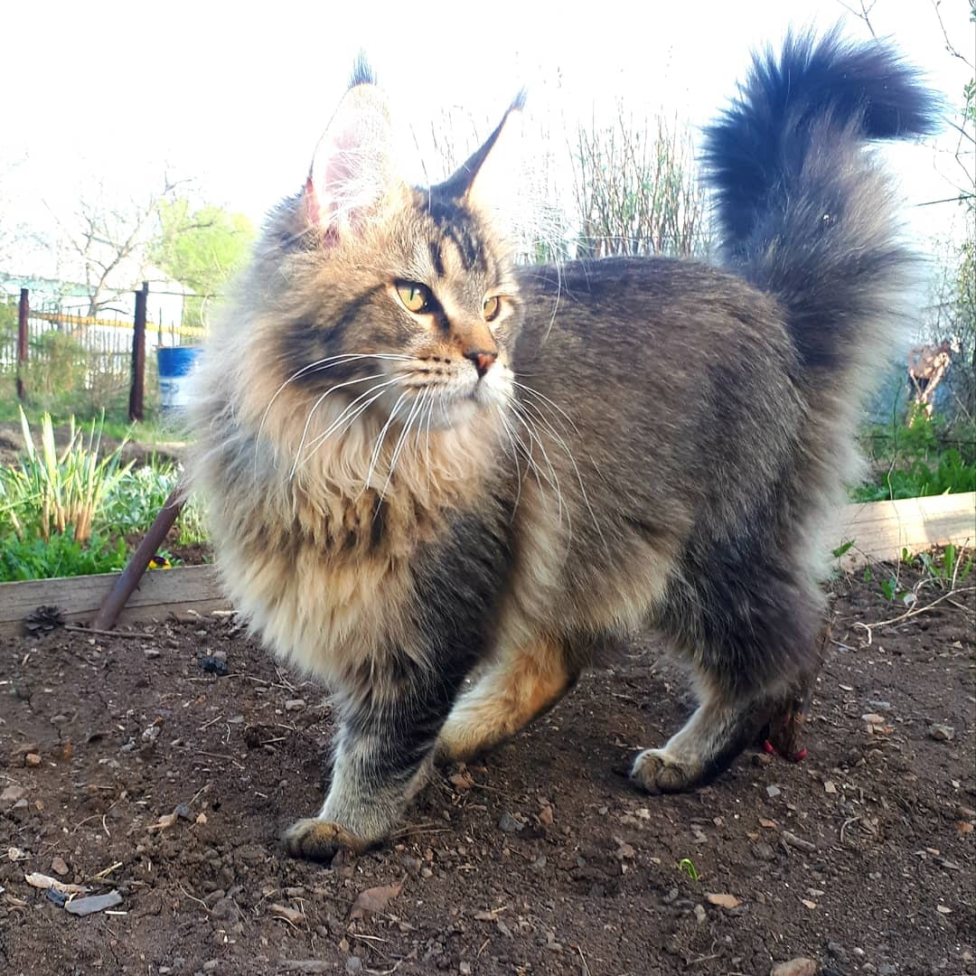 Не забудьте мою любимую валерьянку посадить