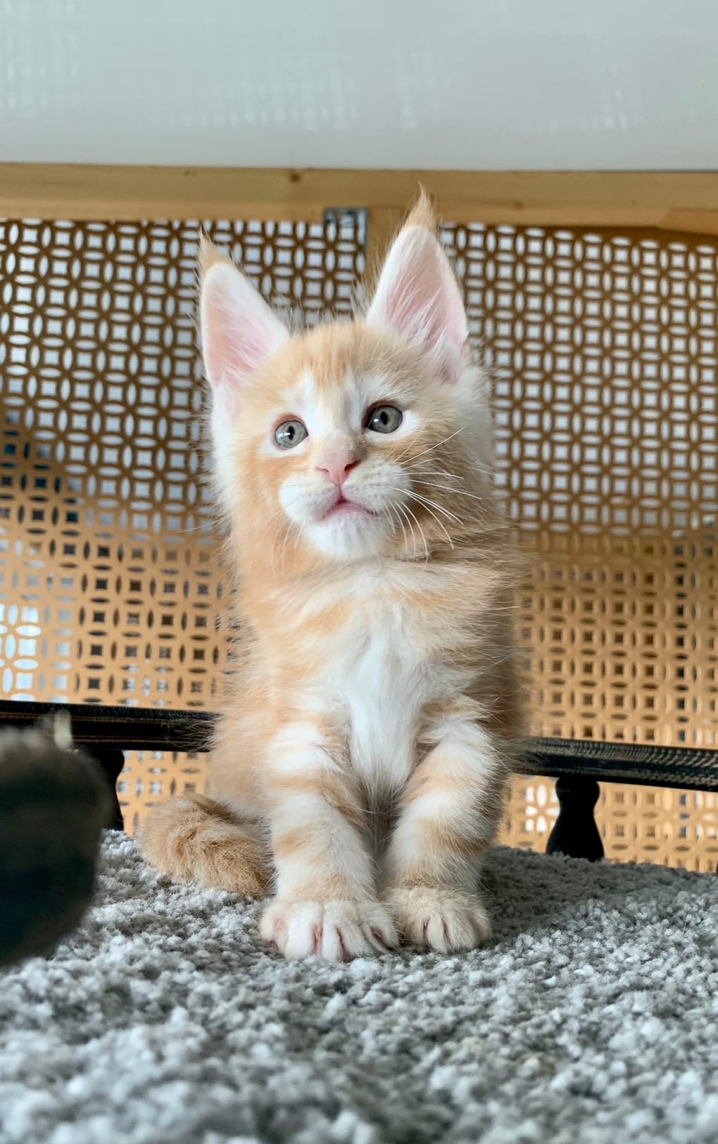 Вы по мне не соскучались, может пошалим вместе