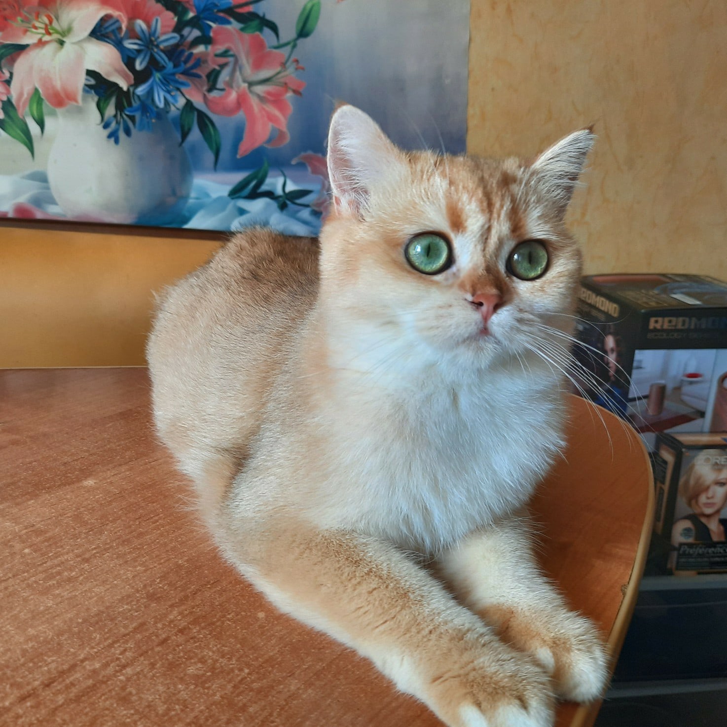 Хозяйка, давай что нибудь нашкодим вместе