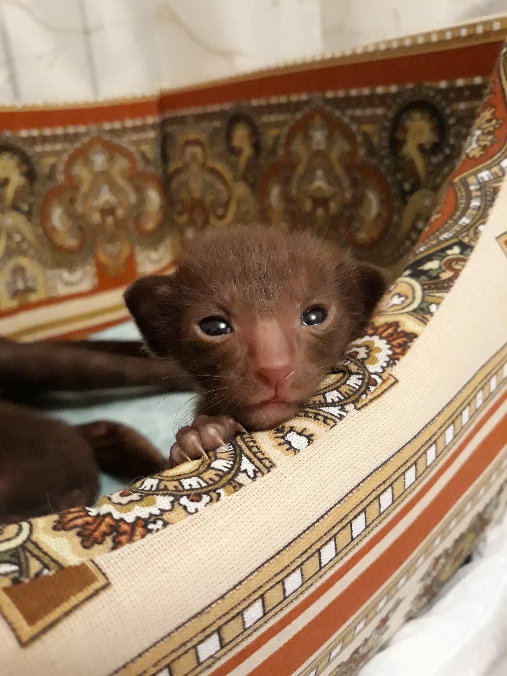 Эх, вырасту я большой, научусь вылазить из лежанки