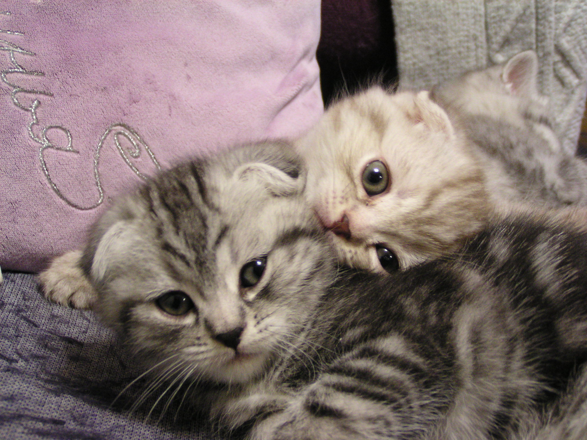 Лапули - игрули