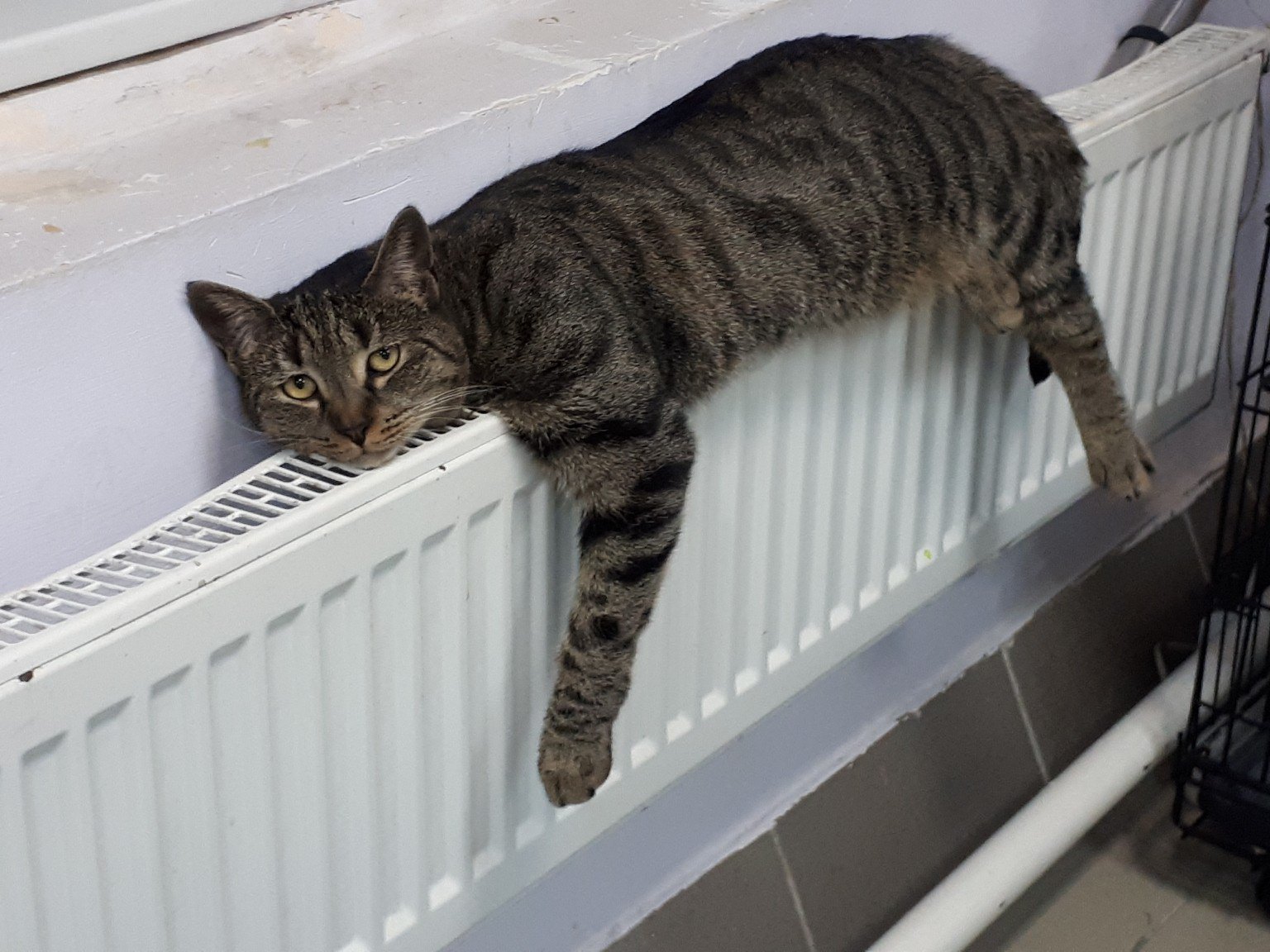 Когда же, весна придёт