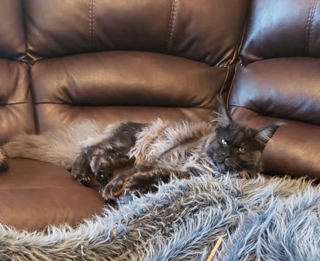 Барин не доволен обслуживанием