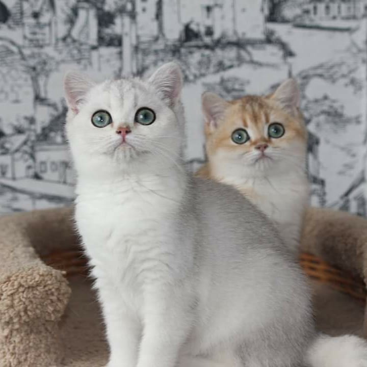 Ура, хозяйка пришла с работы