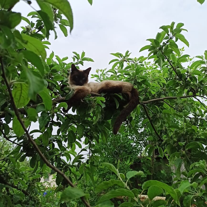 Лето - время наслаждения