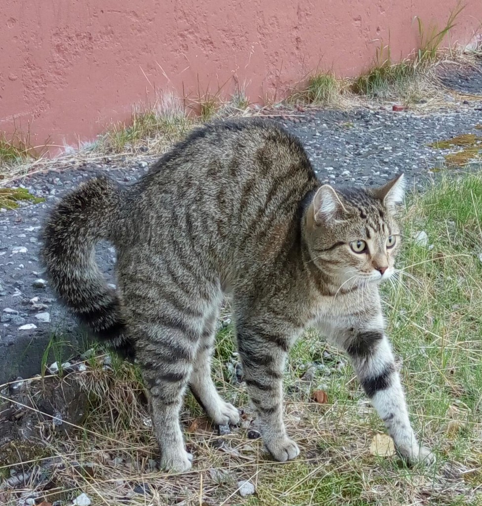 Я посторонних в своём дворе не потерплю