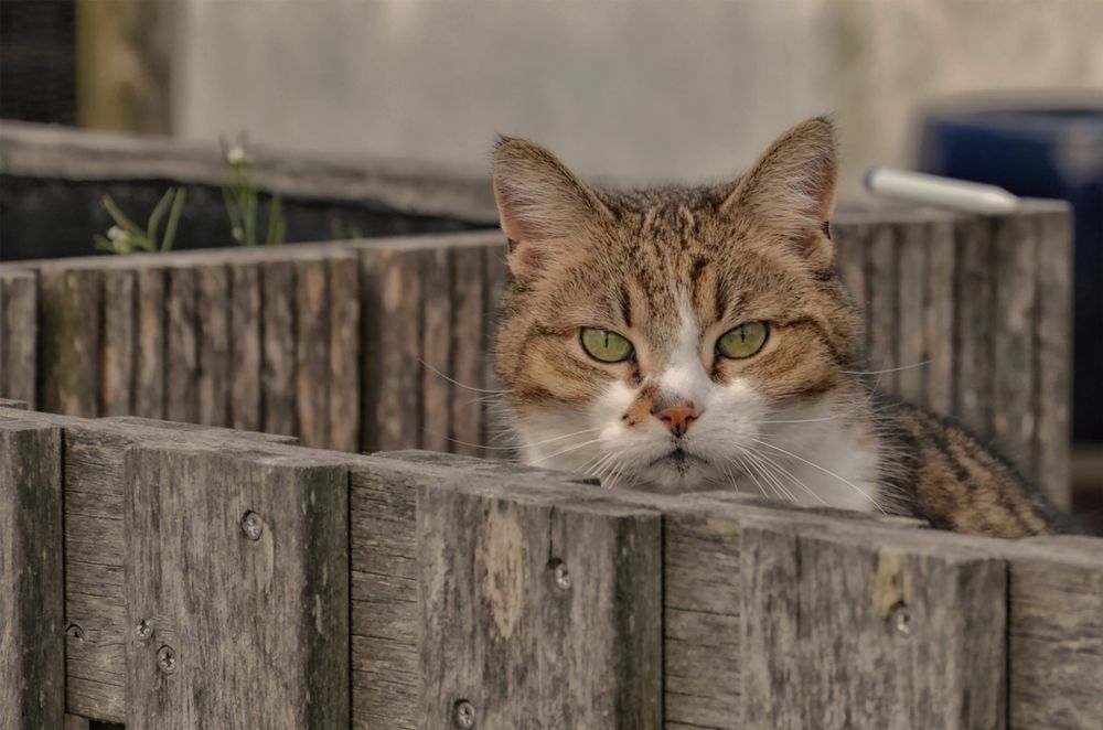 Так, соседи картошку окучивают, значит и нам пора