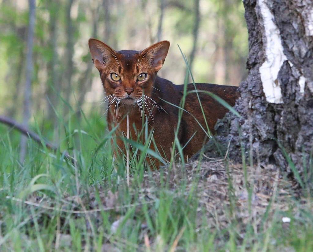 Приехали грибочки пособирать, а я ни одного не нашёл