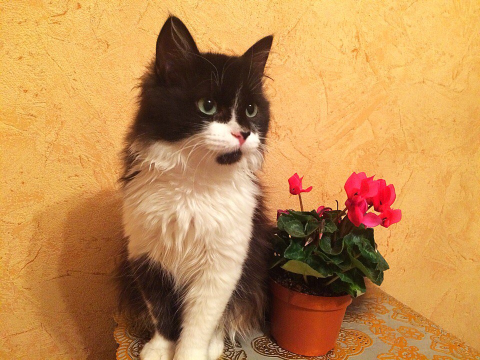 Вы уверены, что этот цветочек не съедобный