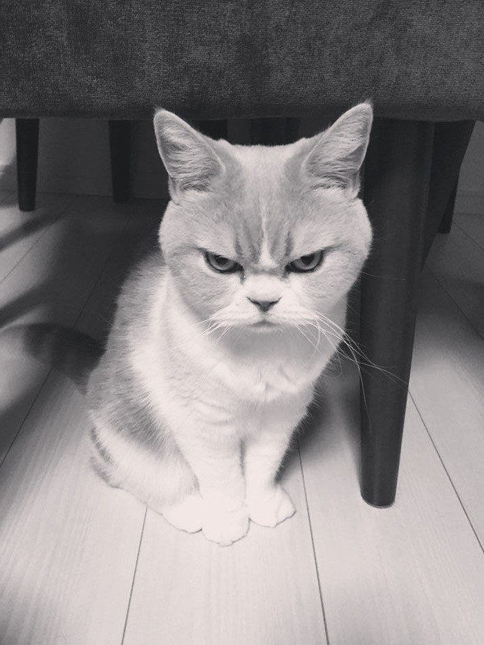 Ну держитесь, я сегодня встал не с той лапы