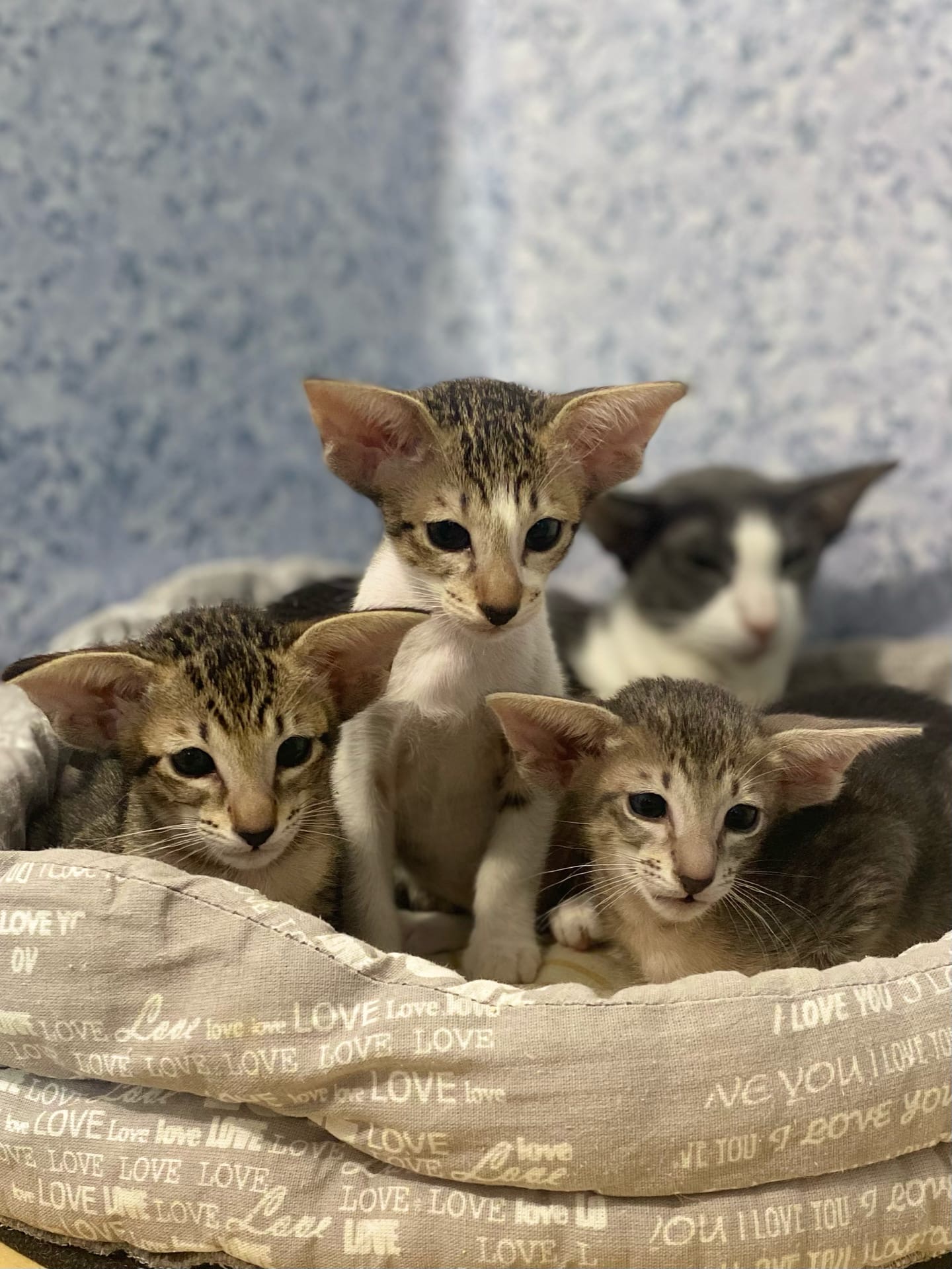 Мам, можно мы сбегаем игрушек наберём и вернёмся