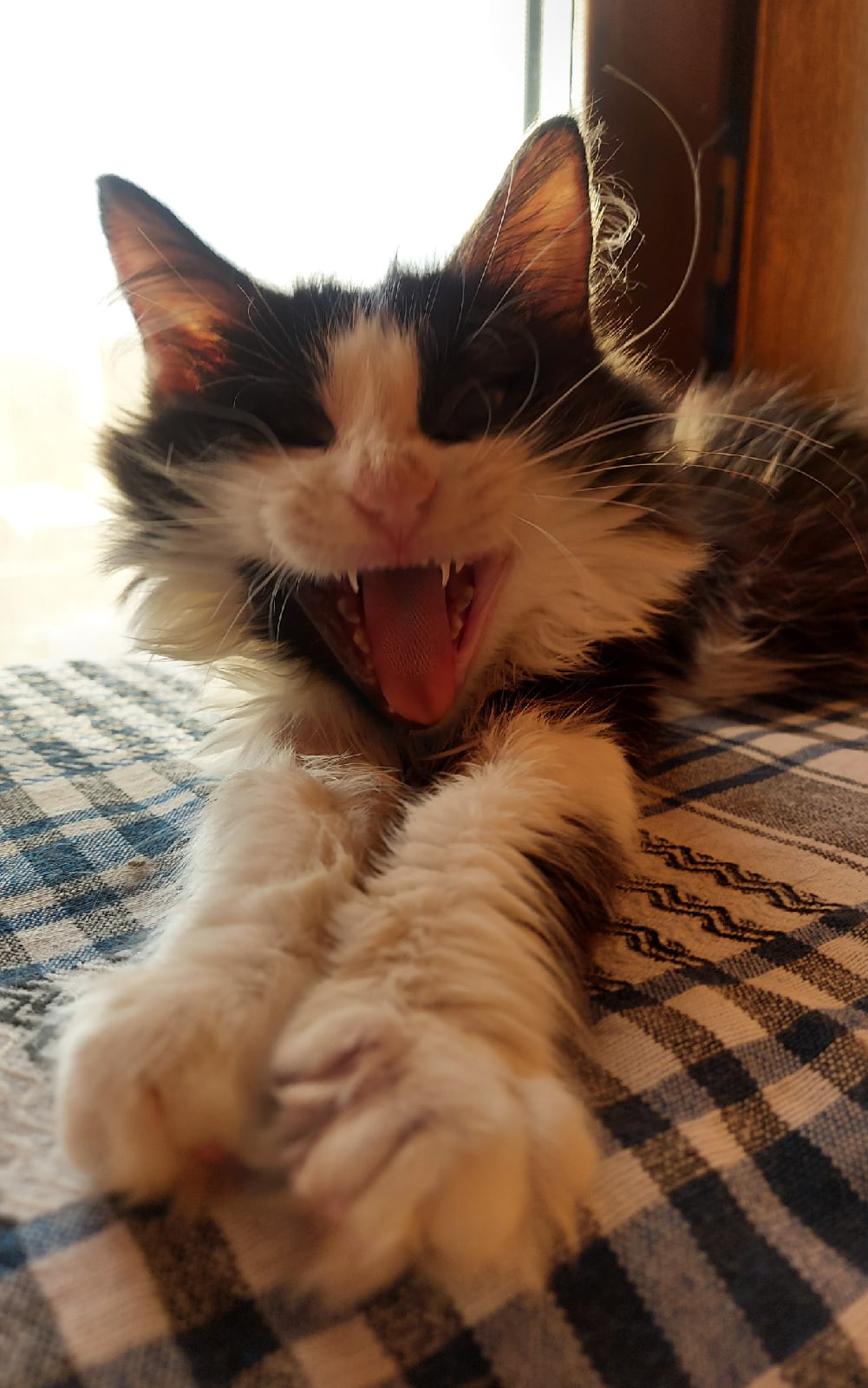 Как хорошо зевнул