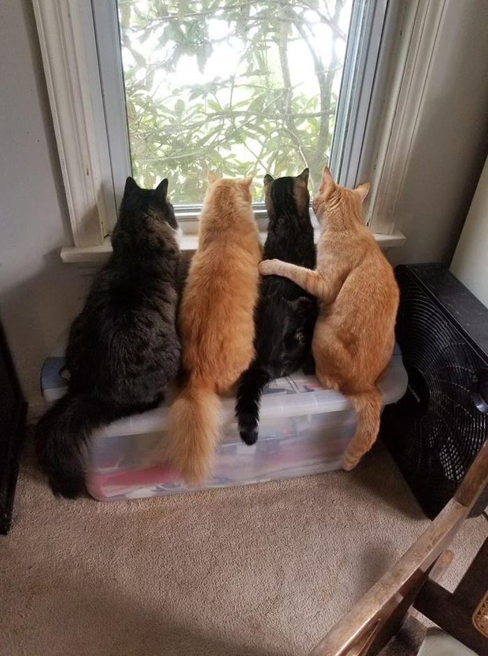 И на кого ж, ты нас хозяюшка бросила