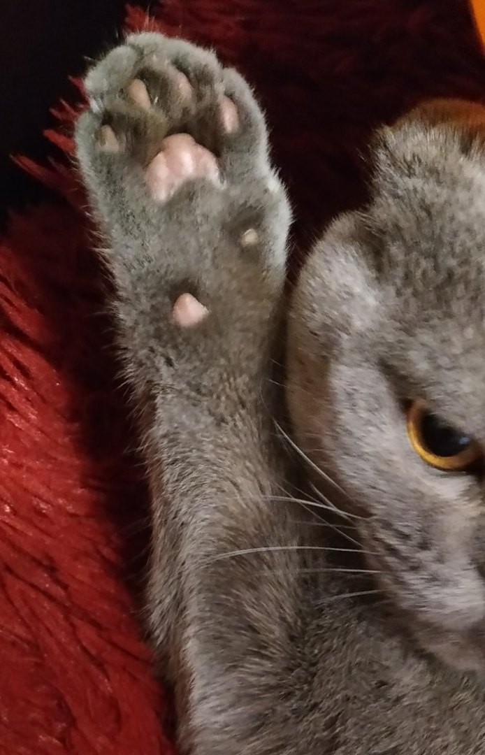 Сдаюсь без боя