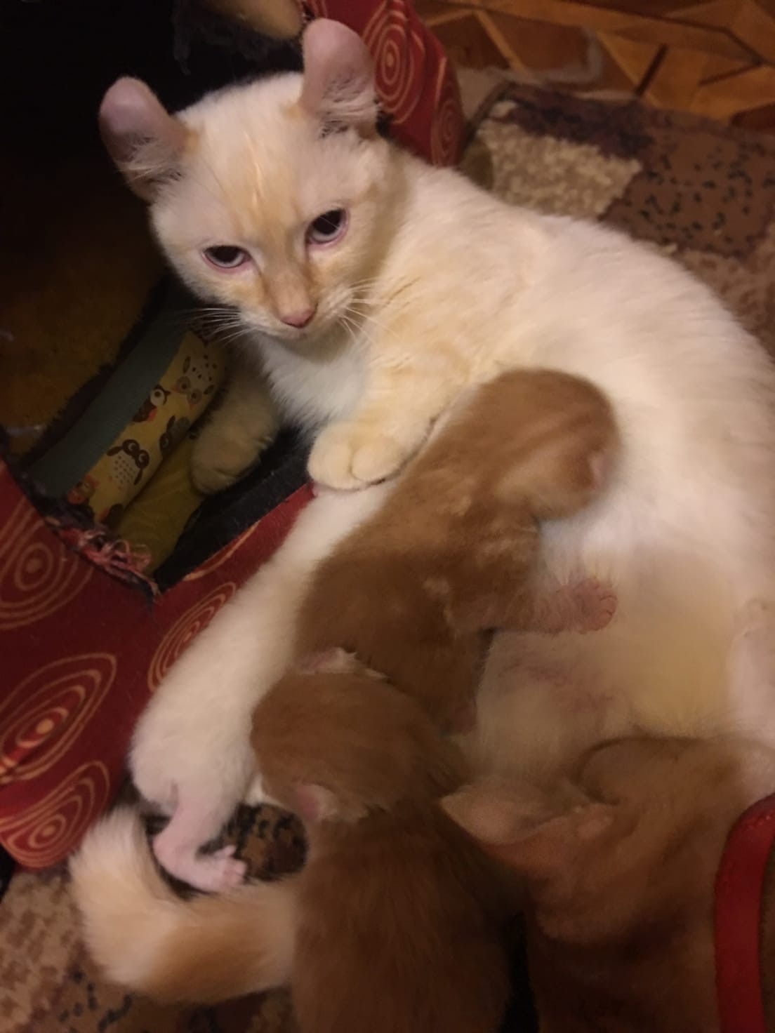 Кушайте, молочка на всех хватит