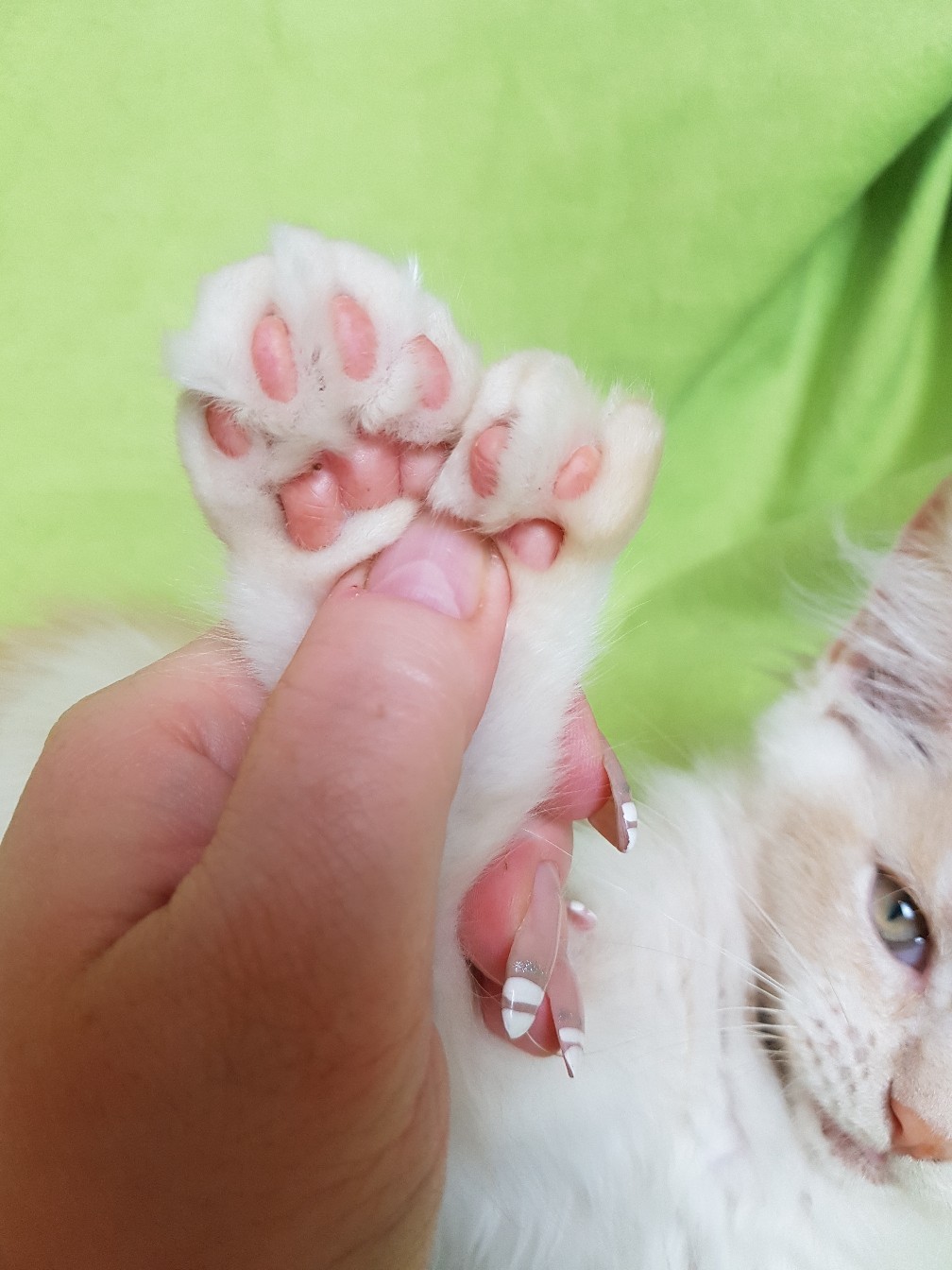 Отдайте мою лапку, надоели уже