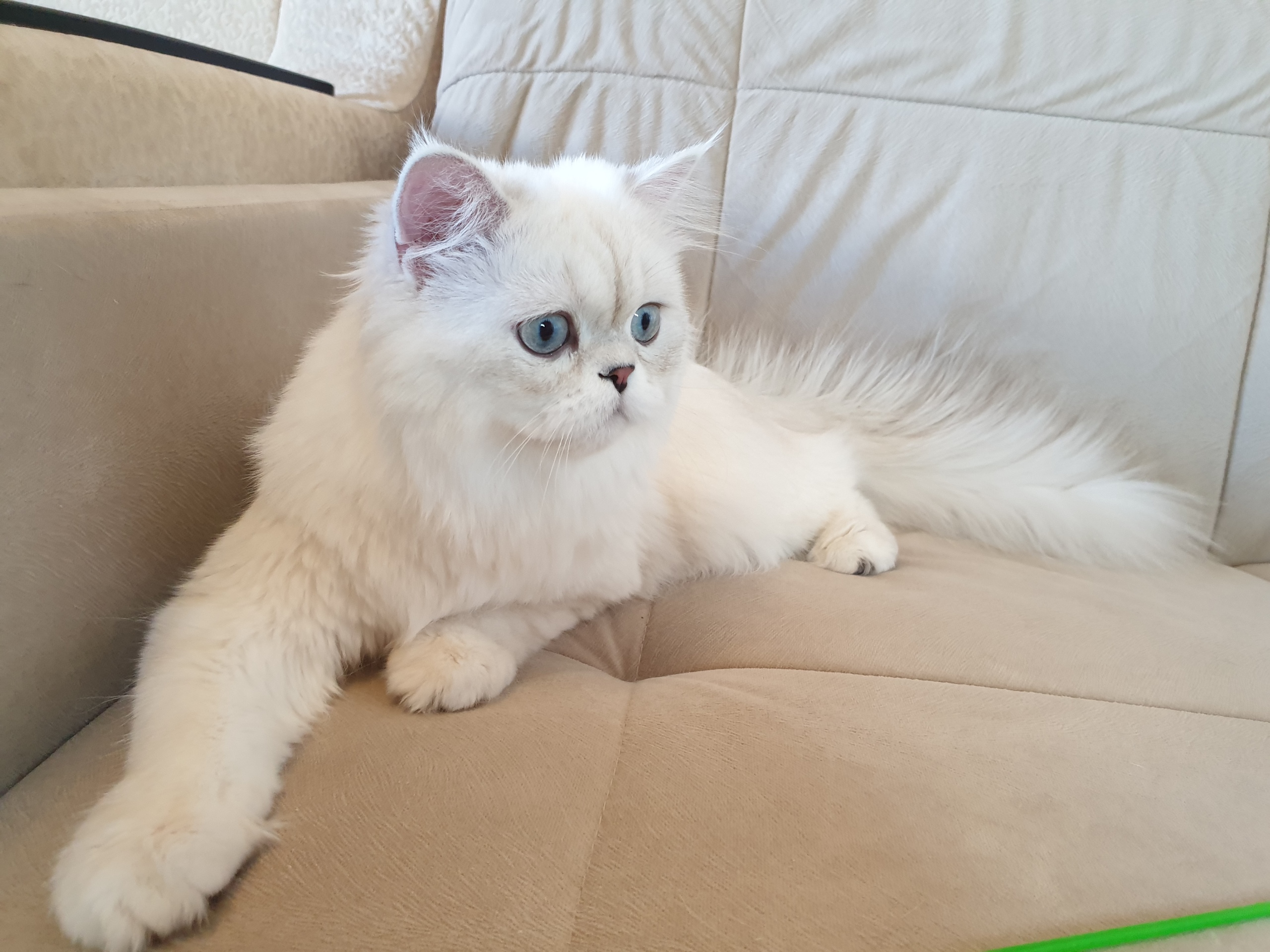 Не шумите, у меня от Вас шерсть дыбом встаёт