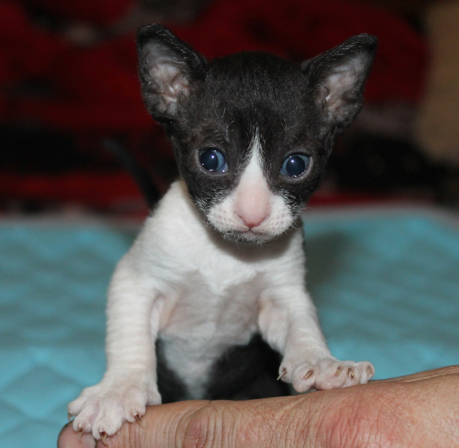 Я маленький, но жутко любопытный