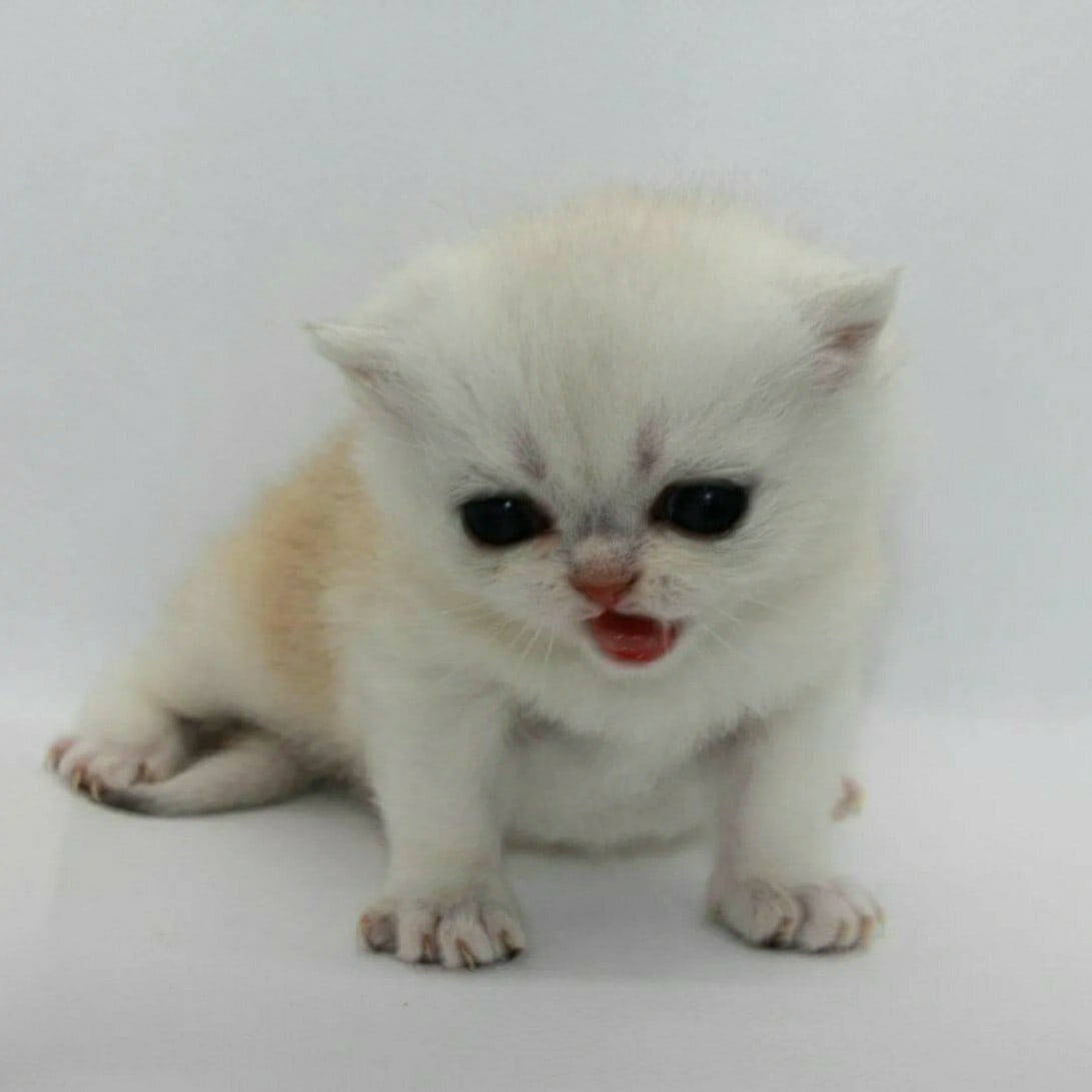 Куда все мои няньки подевались