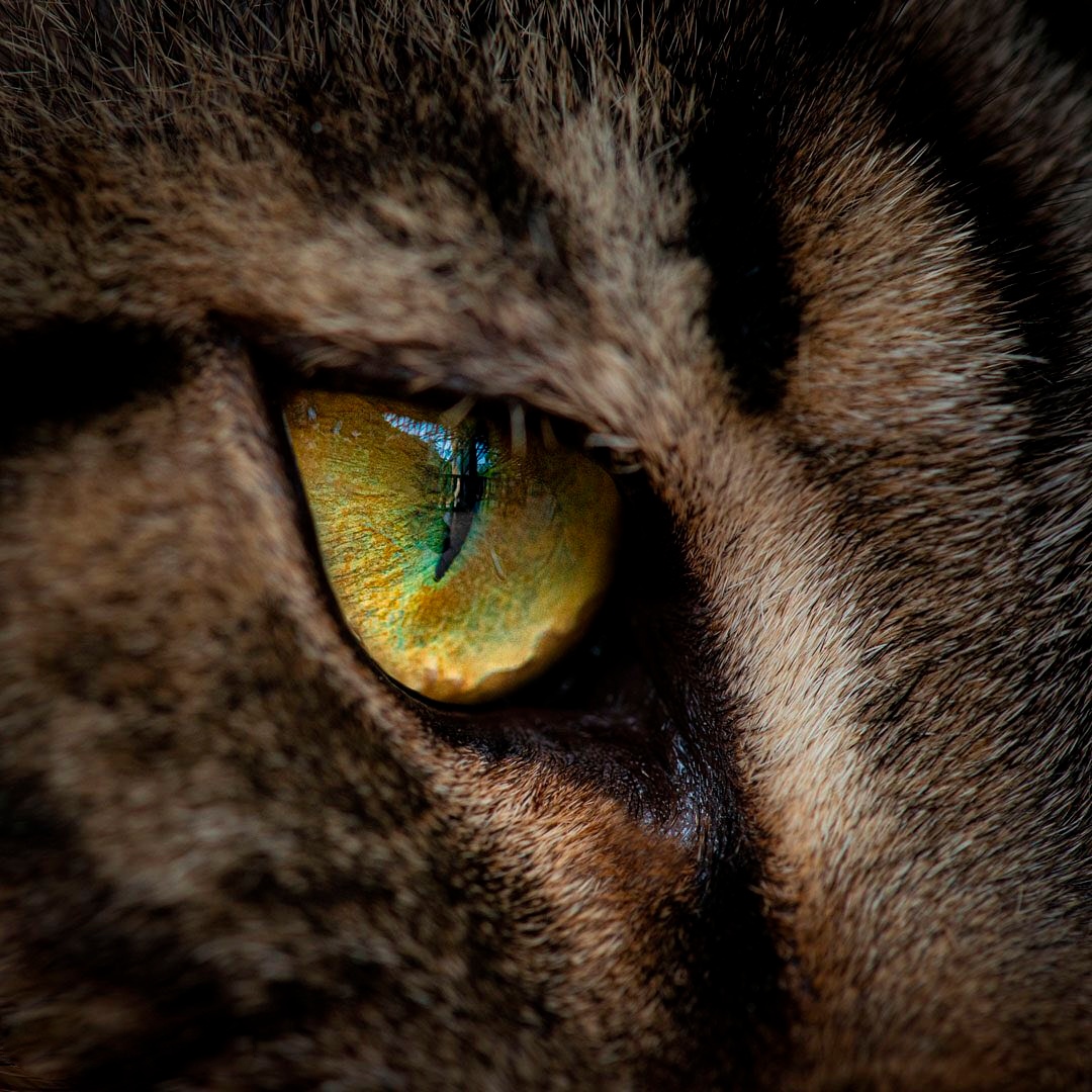 Ничего не ускользнёт от таких глаз