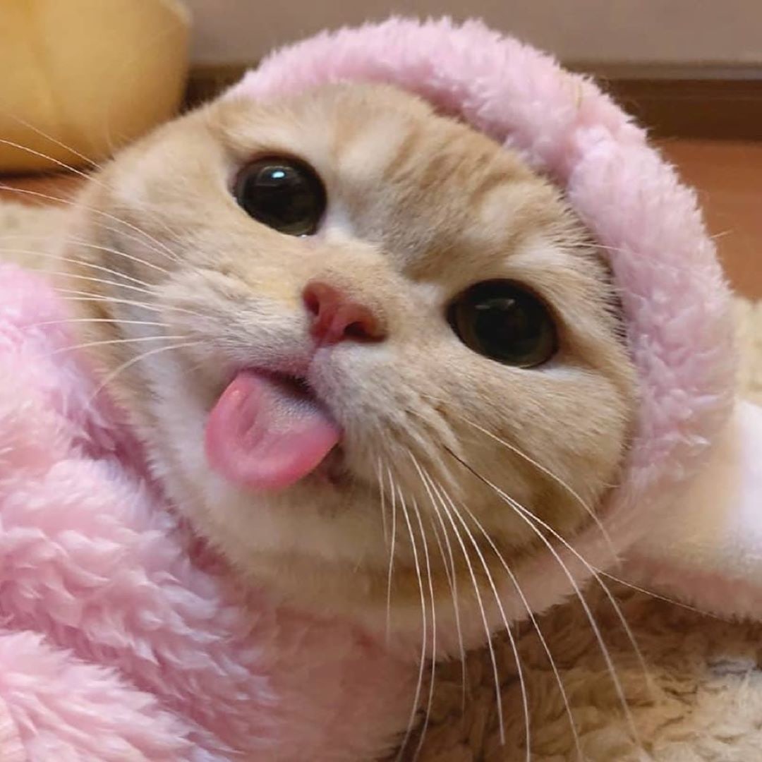 Зайка выдохся