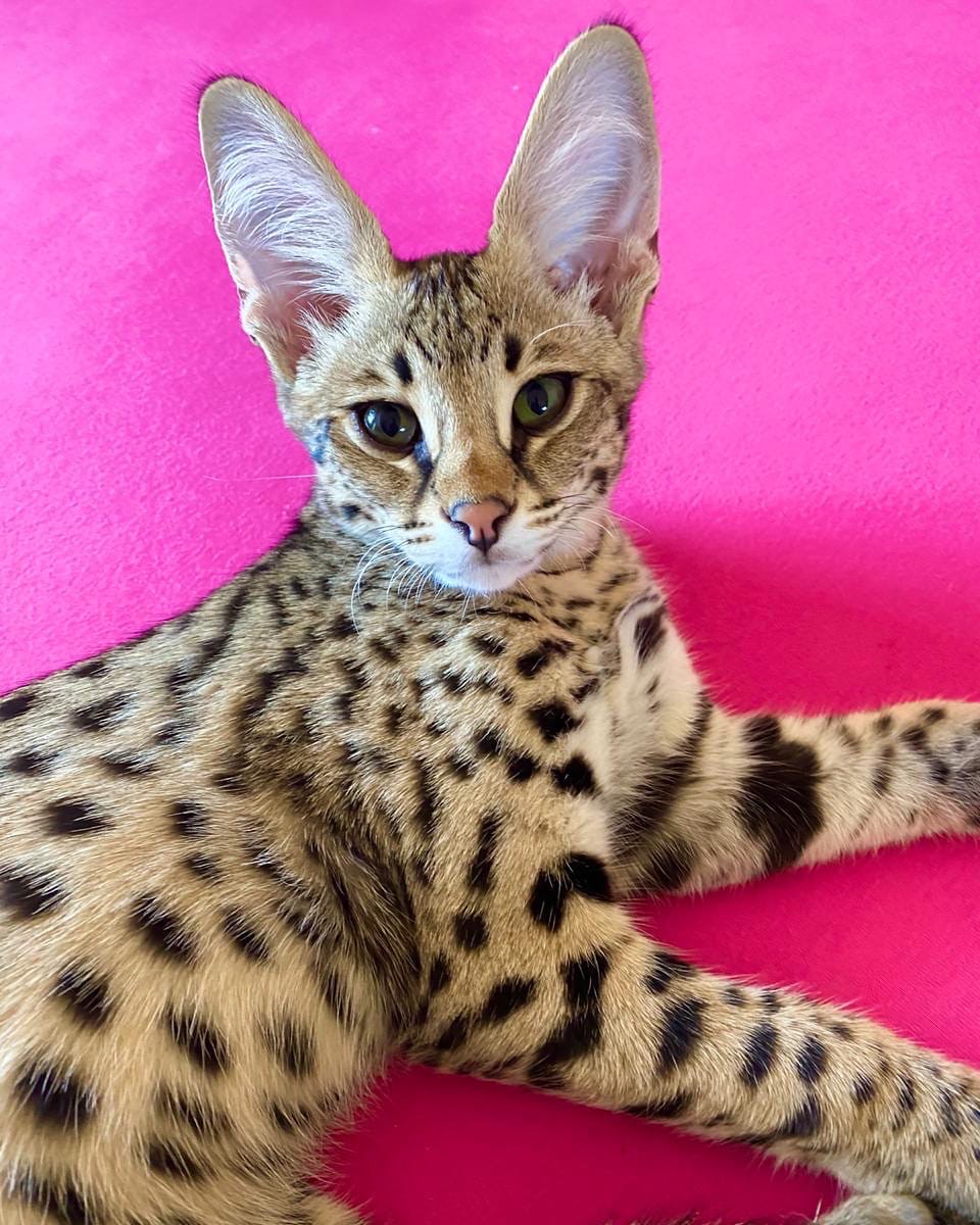 Шикарная красотка