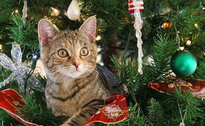 Не дам ёлку выкидывать, я с ней играюсь