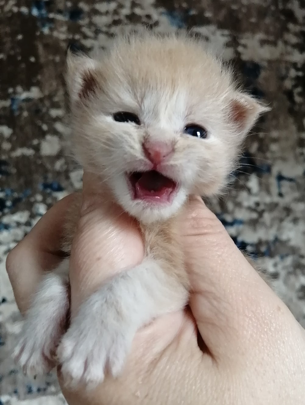 Давайте соску, тогда плакать перестану
