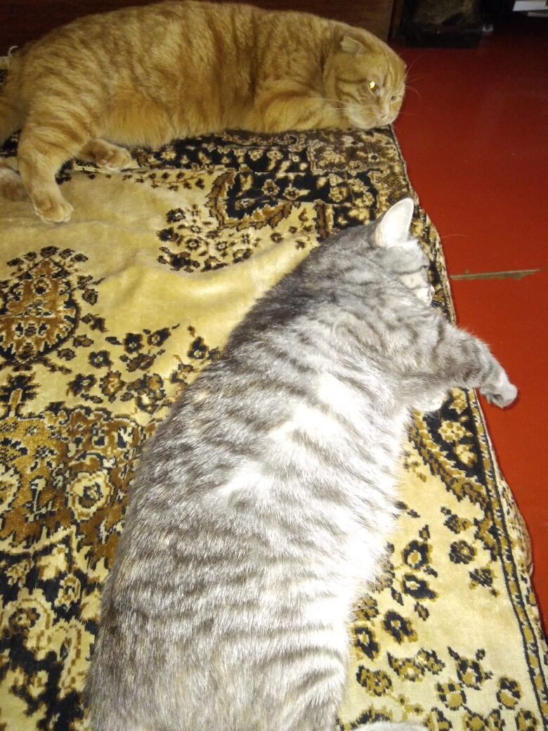 Обожаем мы, хозяйкину кровать