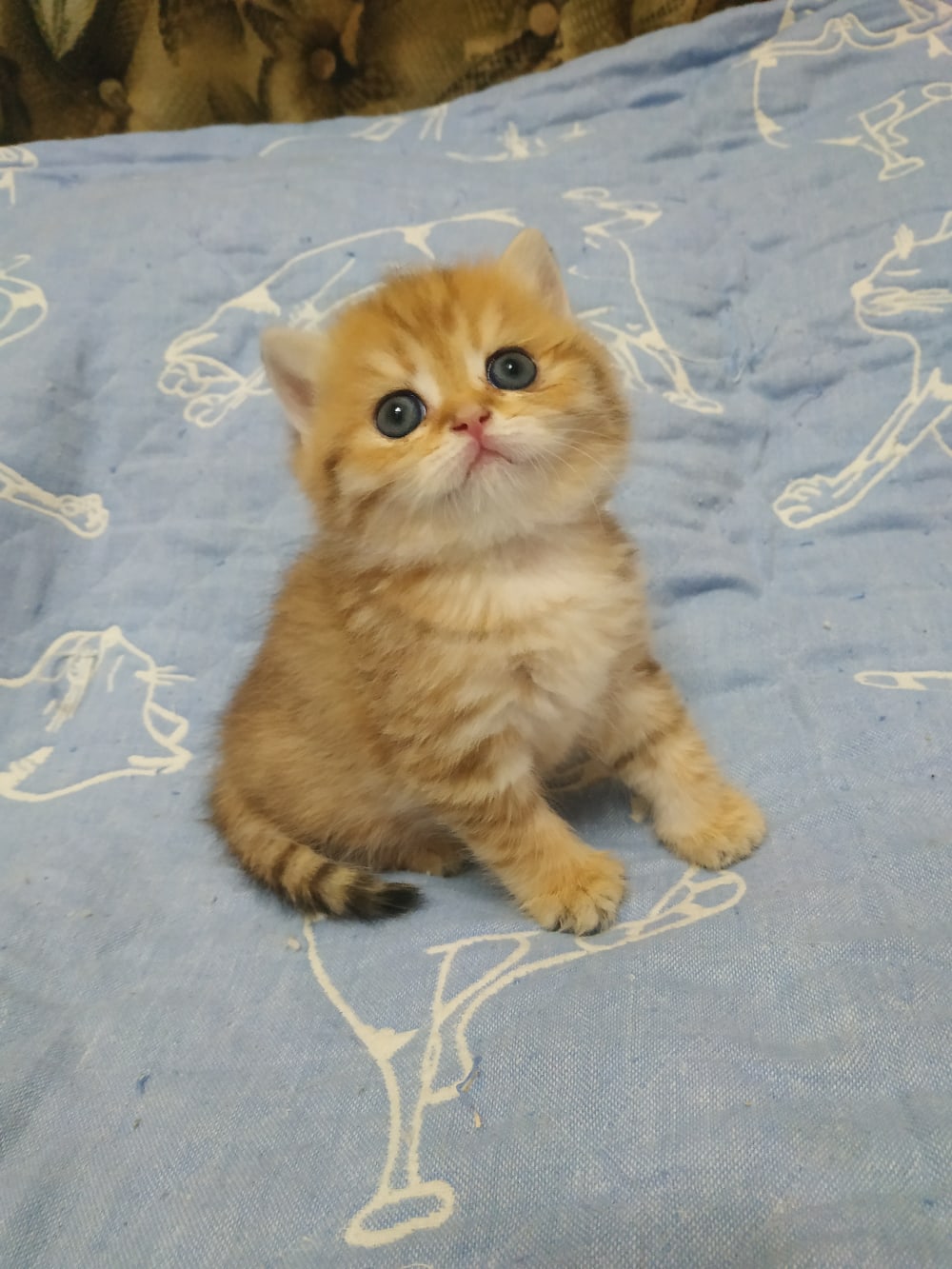 Хозяева, я уже два часа без обнимашек