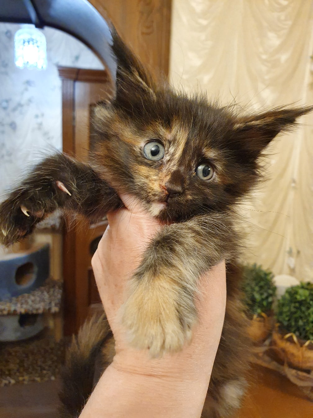 Спасите, мои хозяева меня занянчили