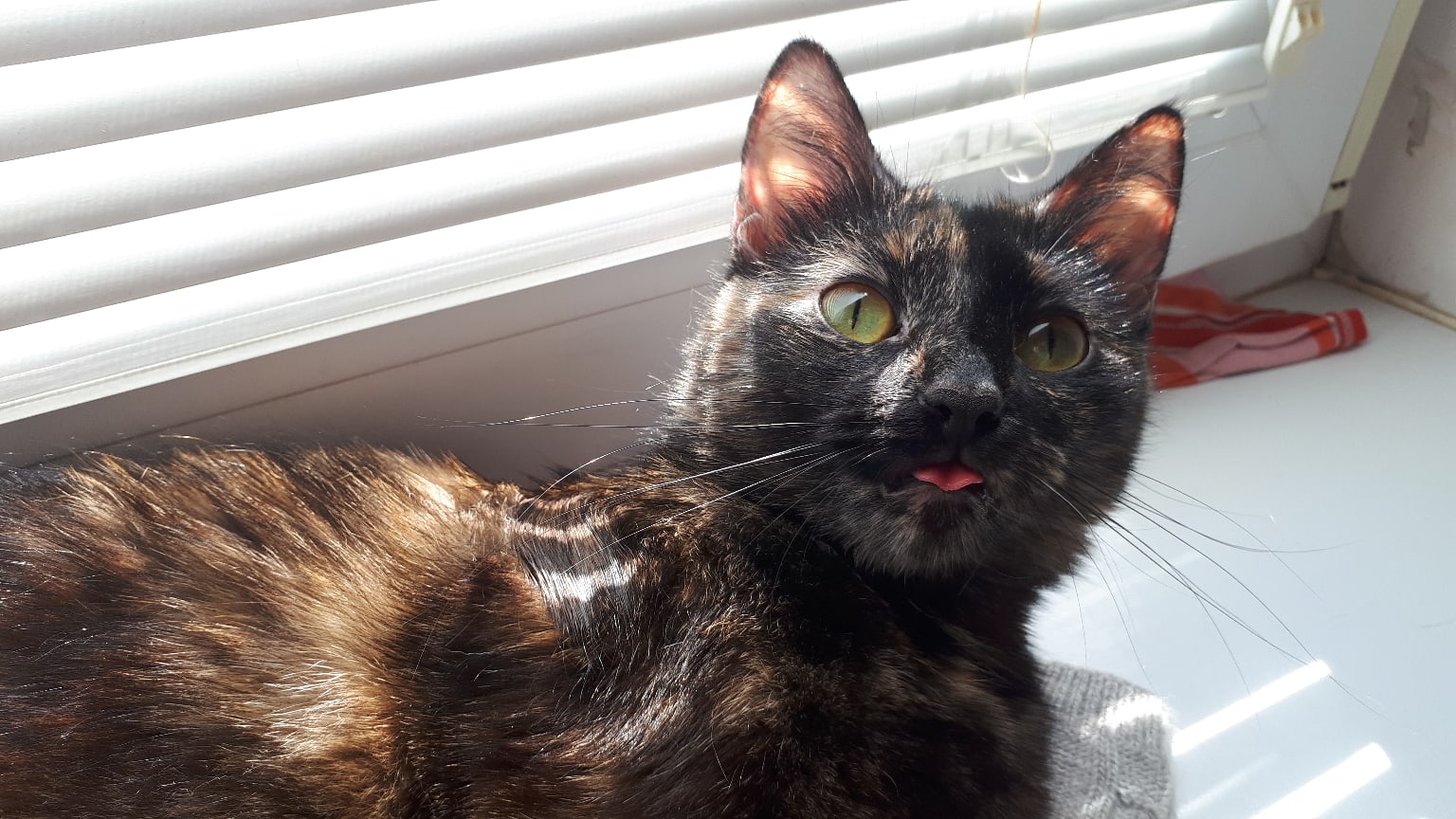 На улице жара, гулять не пойду