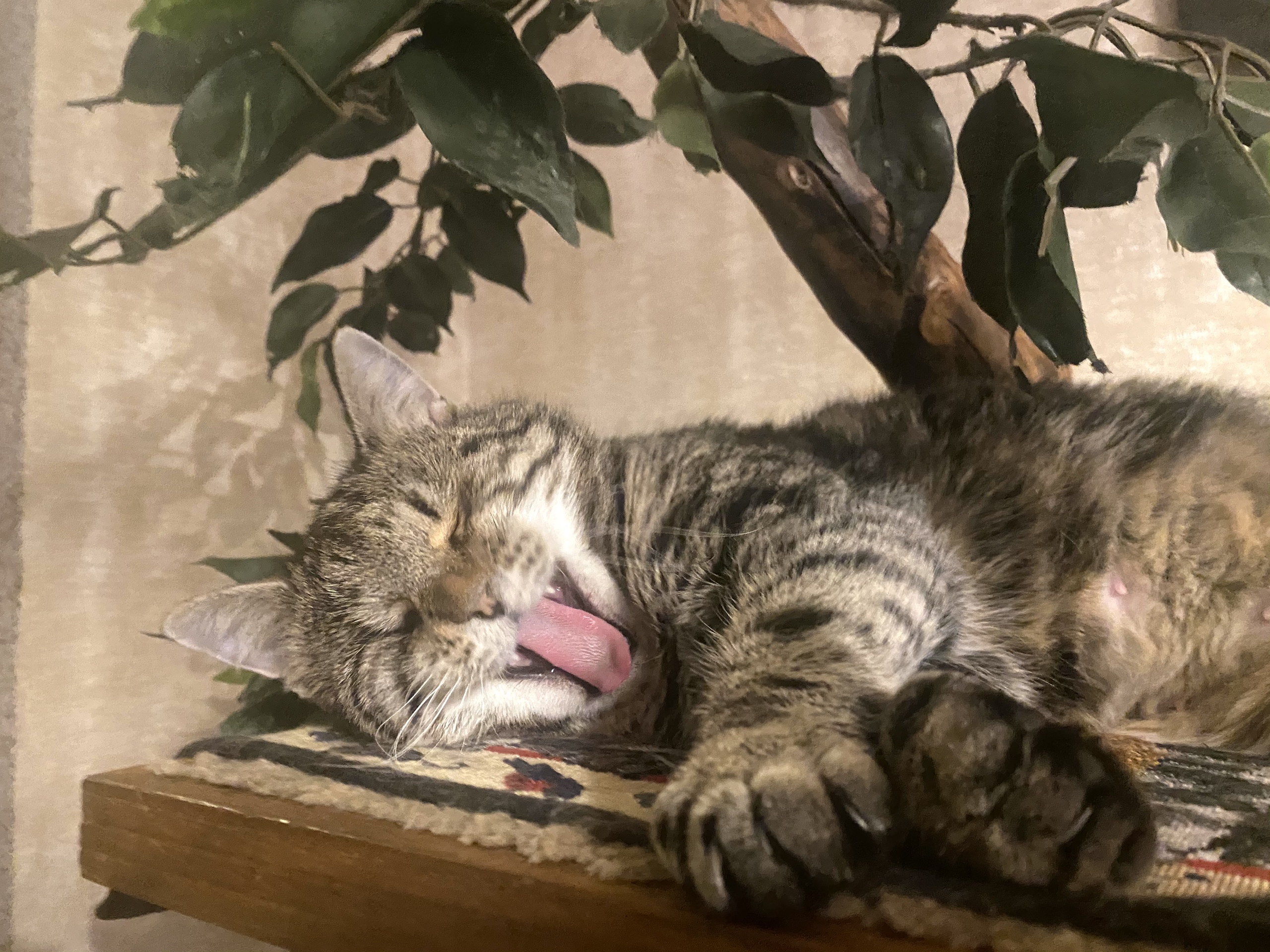 Люблю поспать после вкусного обеда