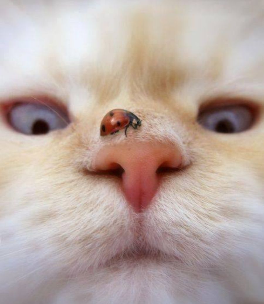 Если она меня укусит, я её съем