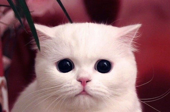 Как думаете, за сюрприз в тапке, мне сильно достанется