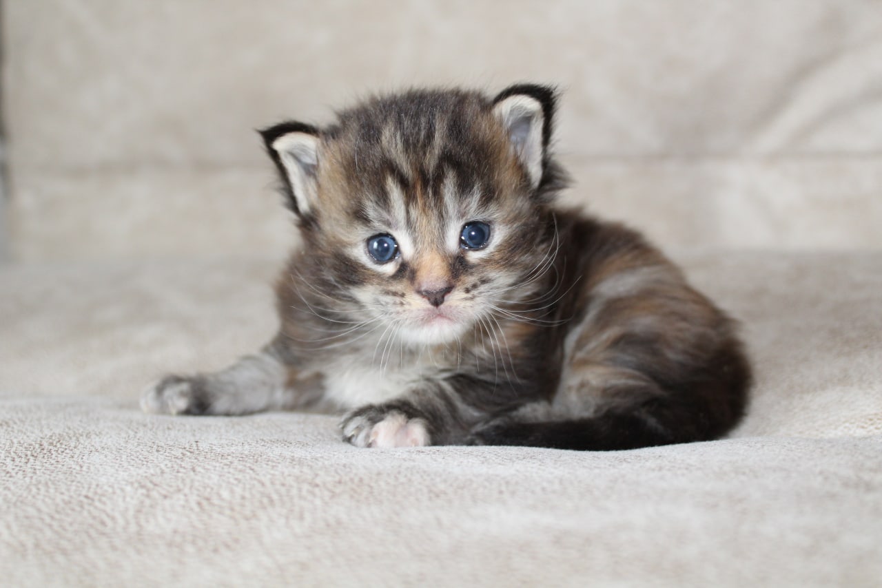 Мне одному не спится на такой большой кровати