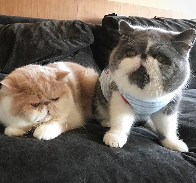 Я свою красотку, в обиду не дам