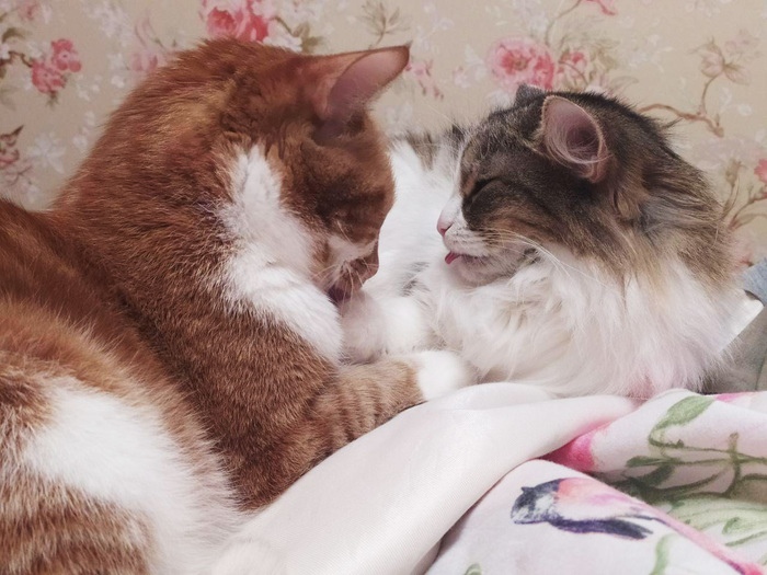 Давай поцелуемся