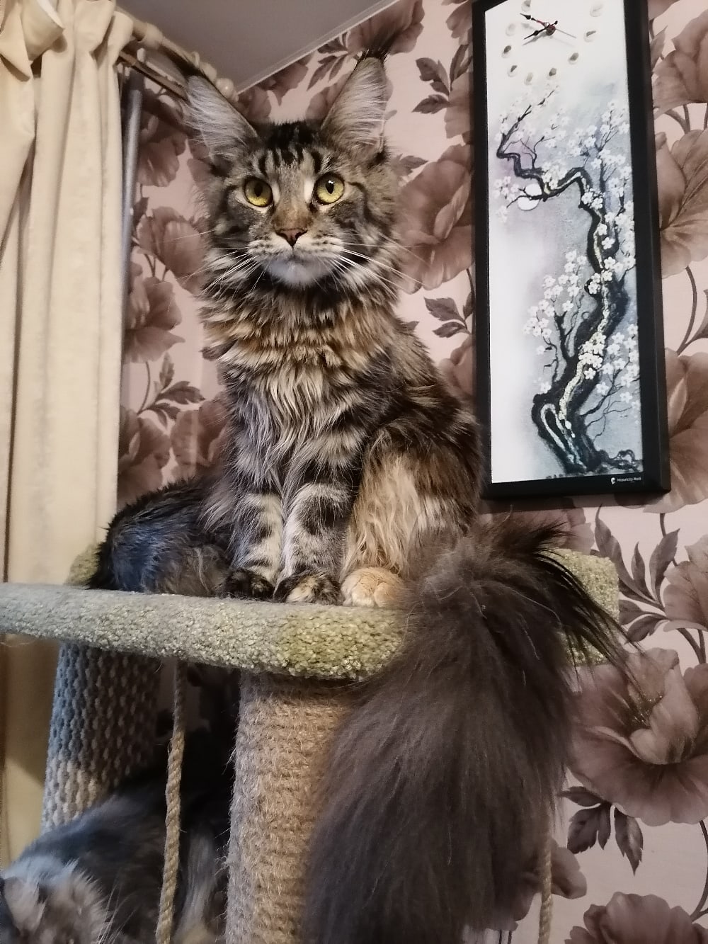 Когтеточку освоили, за обои можете не переживать