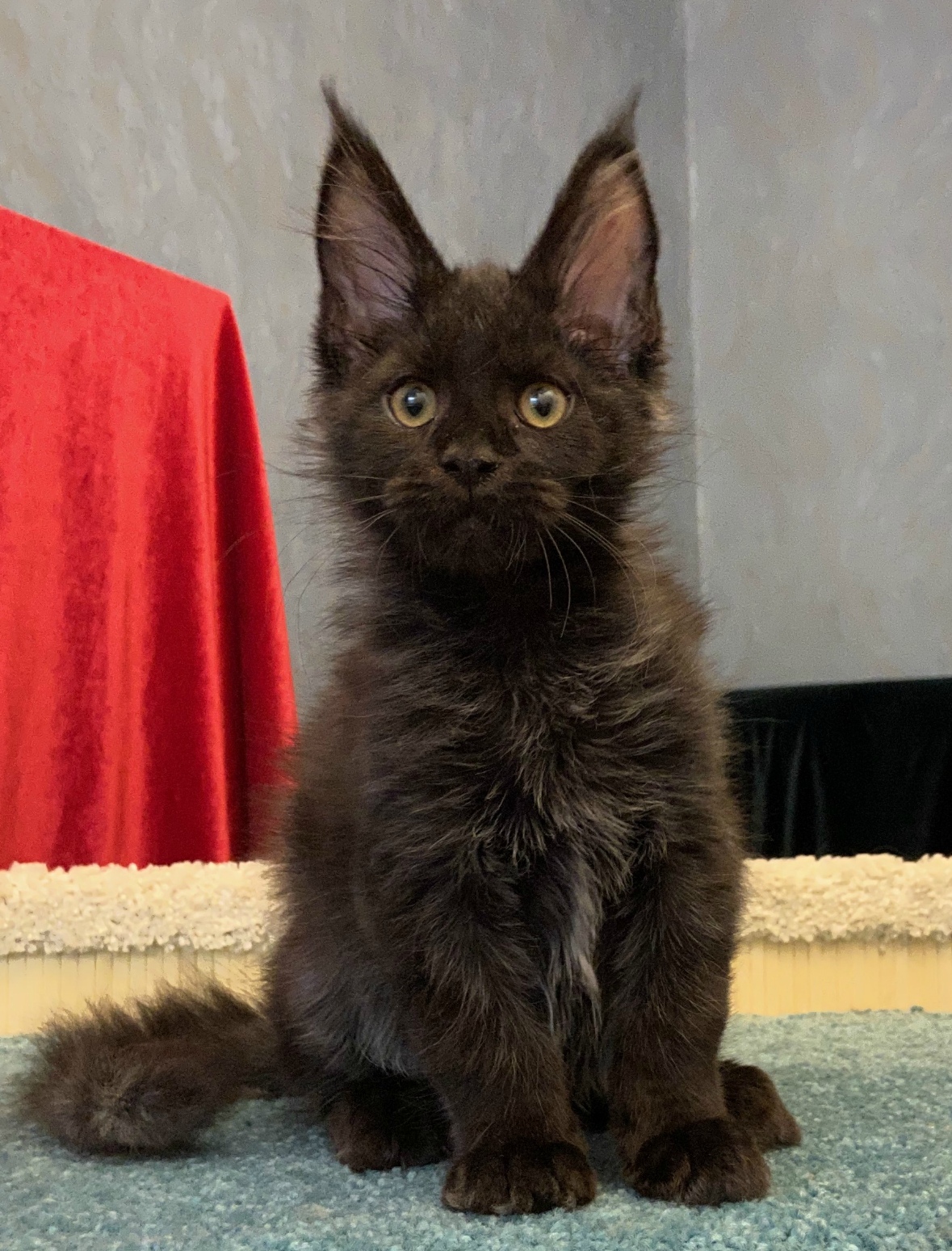 Кажется, хозяева обнаружили подратые обои