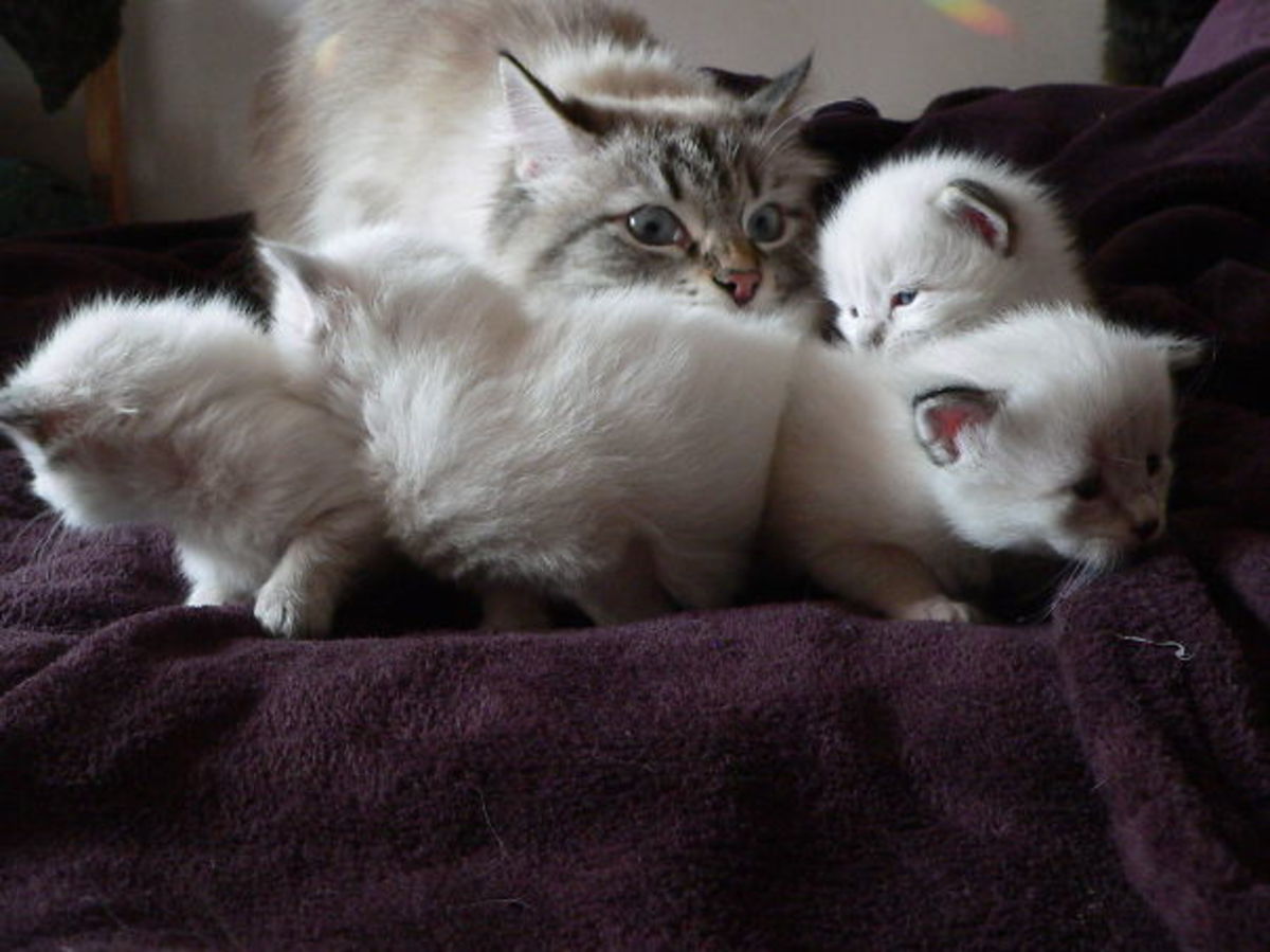 Куда Вы всё разбегаетесь, непоседы