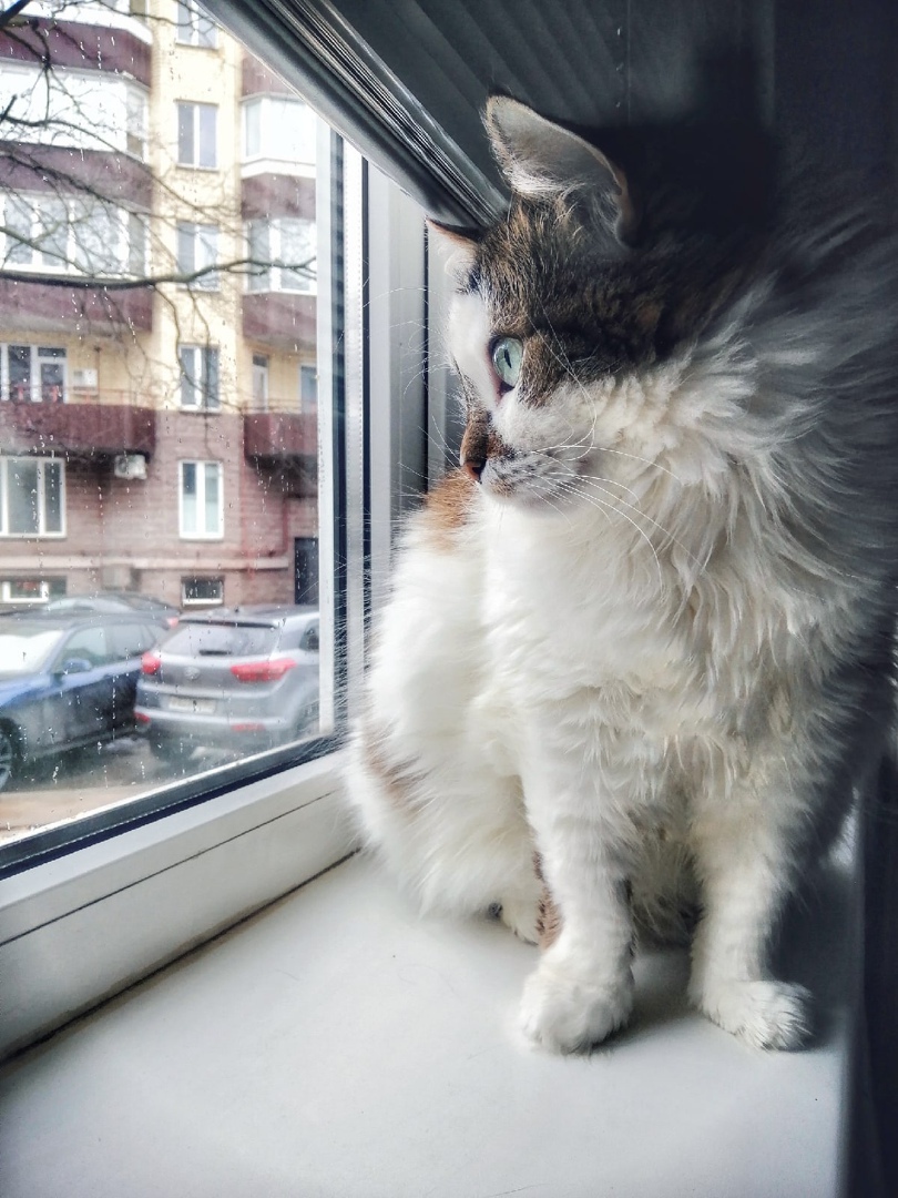 Люблю смотреть на дождь