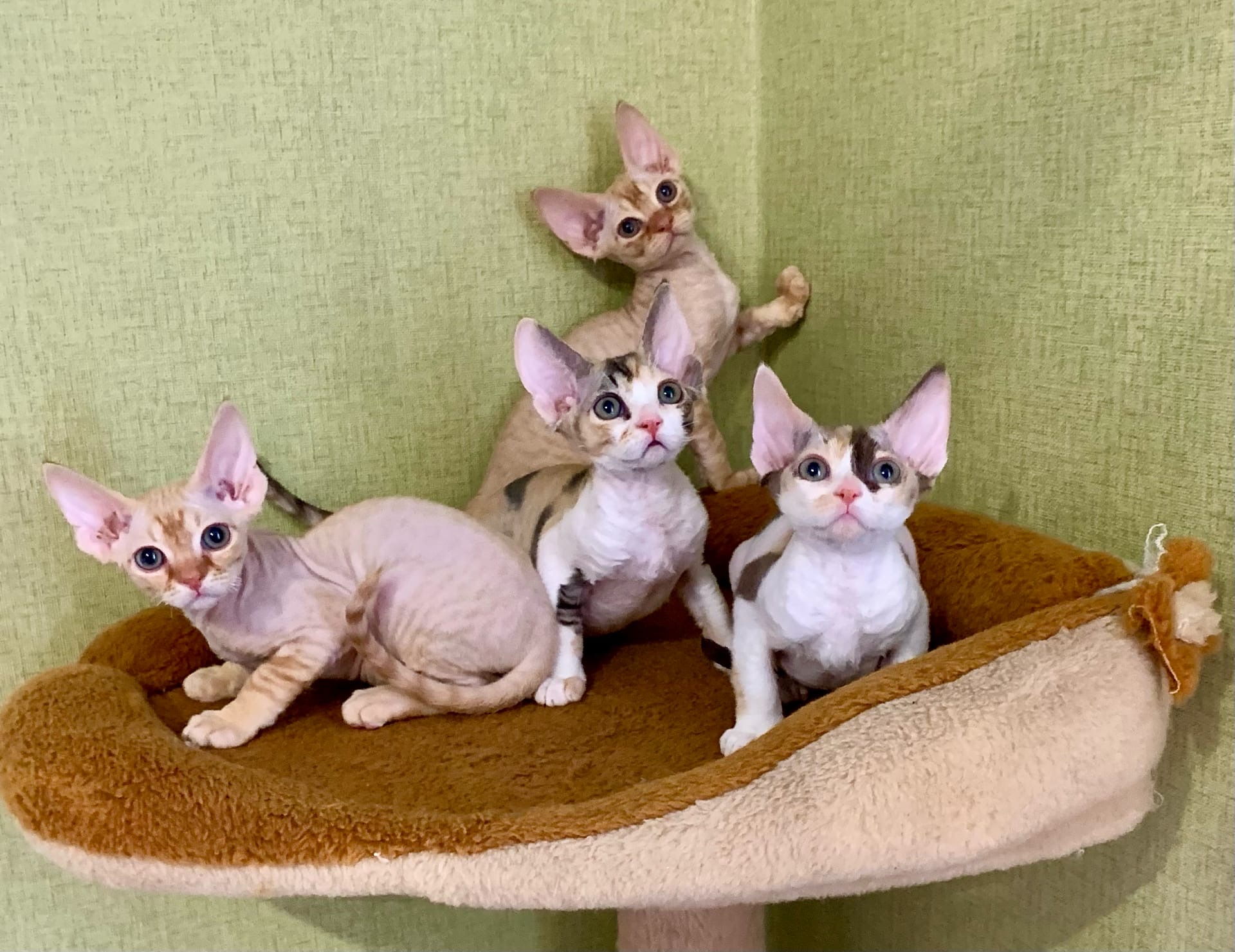 Мы заскучали, можно нам побегать